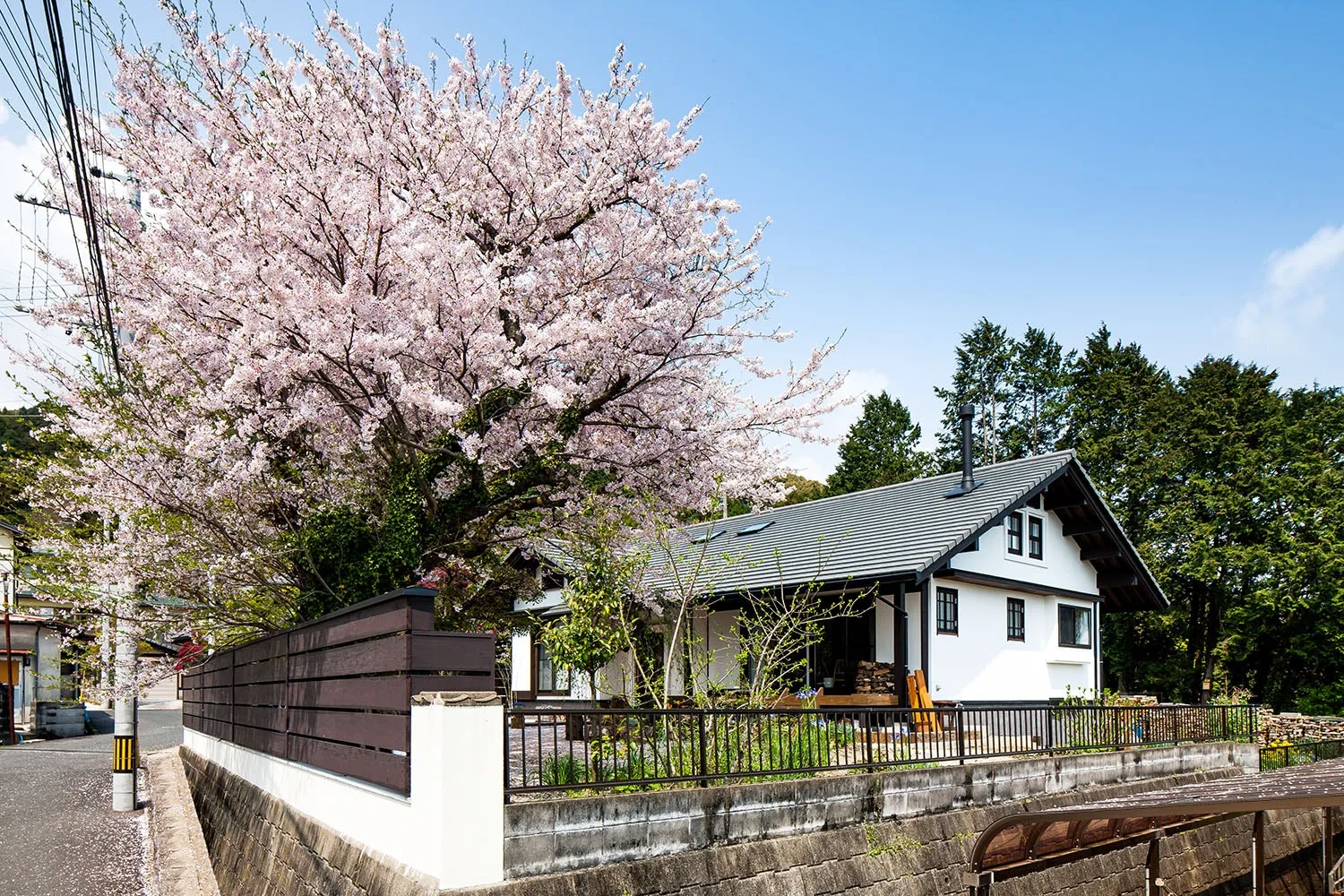 自宅で桜見・・・優雅ですね。