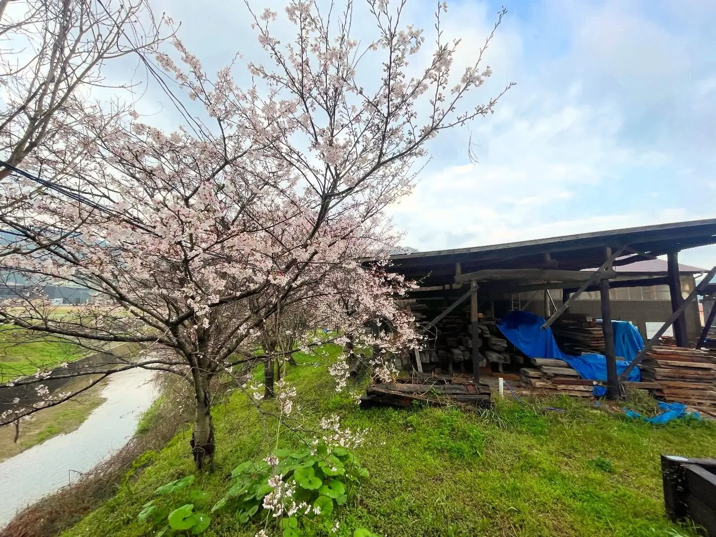 毎年楽しみにしている社内の桜