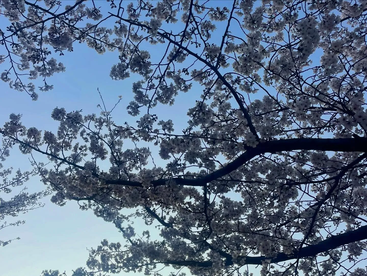 毎年楽しみにしている社内の桜